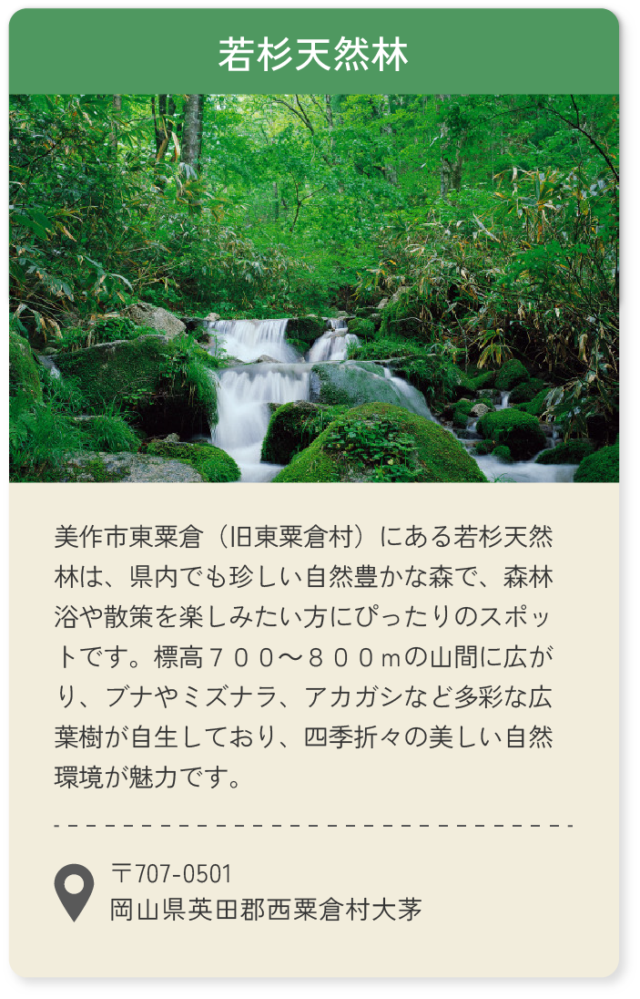 若杉天然林