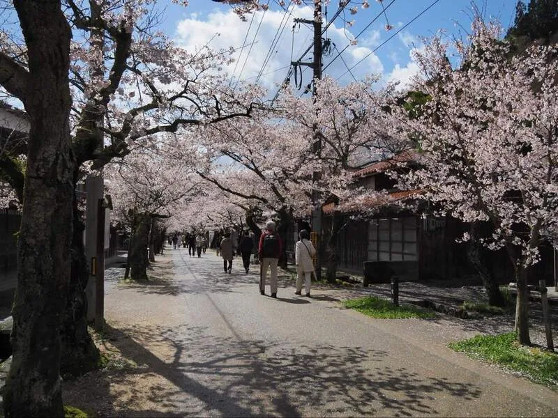 がいせん桜通り