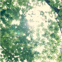 森林