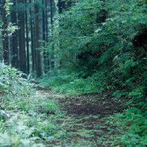 森林